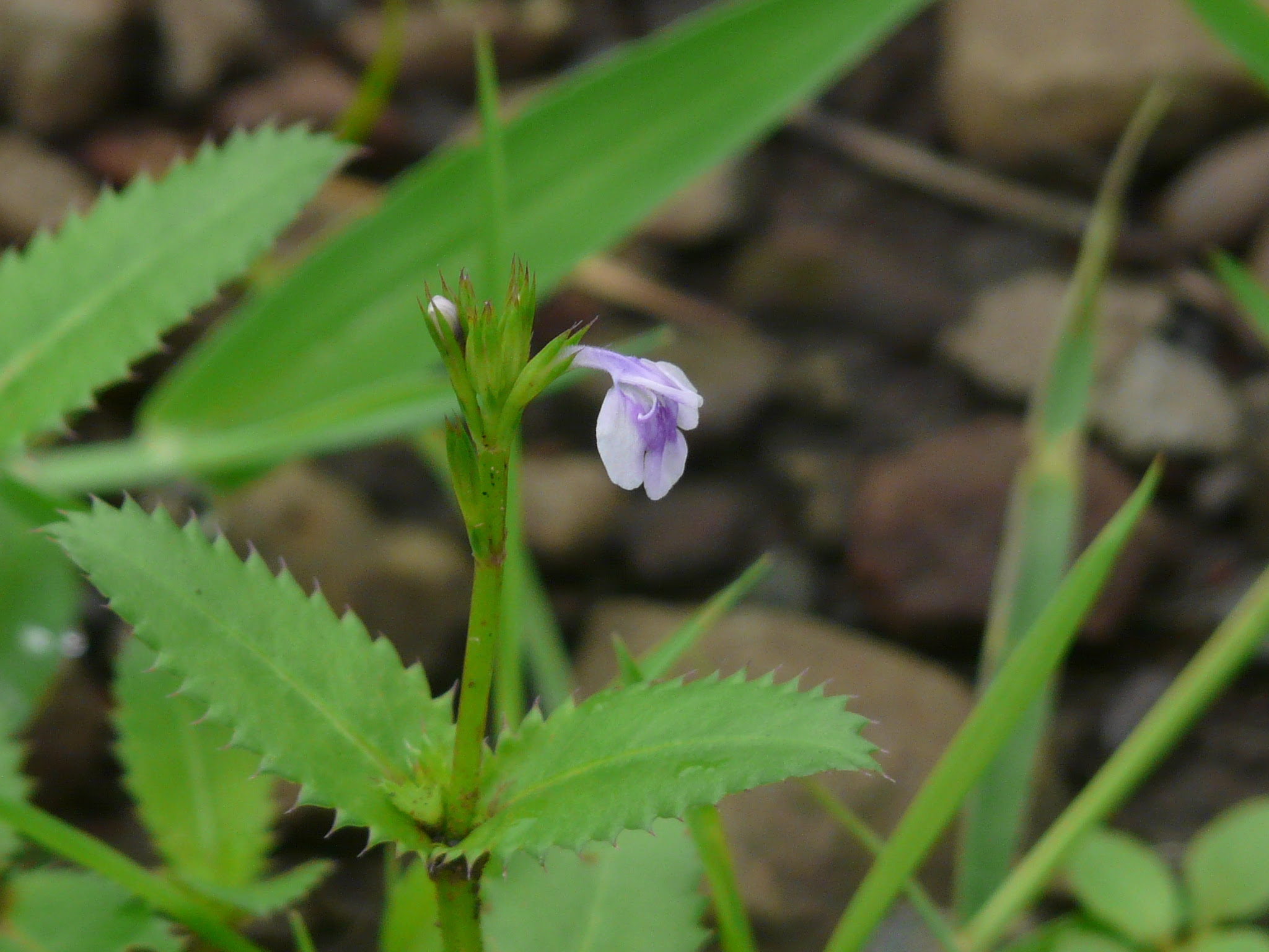 Bonnaya ciliata (Colsm.) Spreng.