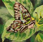 Tailed Jay Butterfly - Posted on Thursday, January 22, 2015 by Laura Wolf