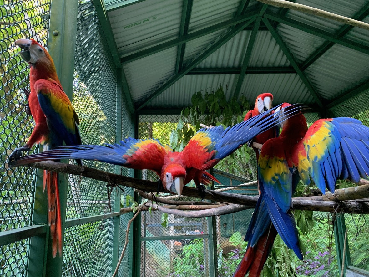 Four macaws in flight enclosure, one with wings outstretched and oriented towards camera
