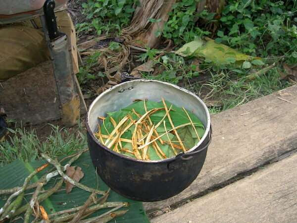 An Amazonian tea stimulates the formation of new neurons