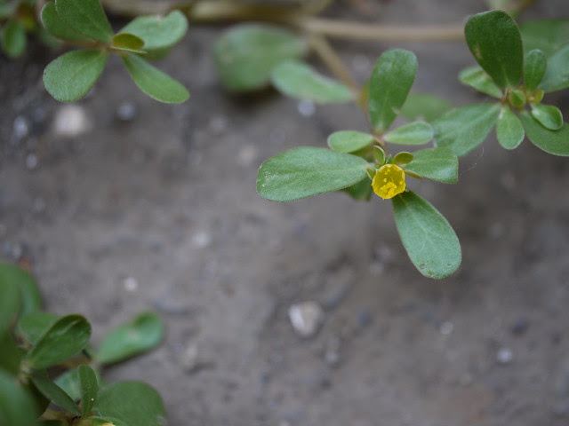 Portulaca oleracea