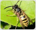 New family of peptides in wasp's venom may help develop better Parkinson's treatments