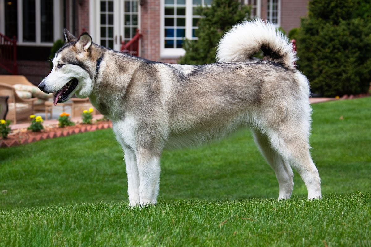 what are aggressive dog breeds for apartments