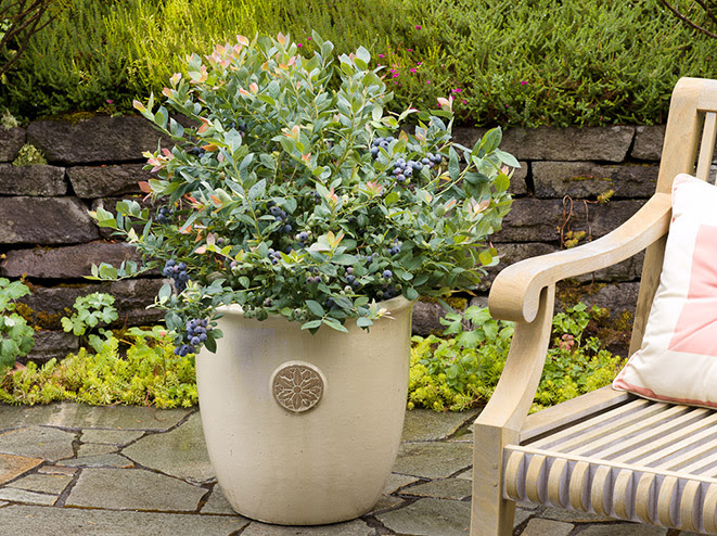 SIMPLE TIPS FOR GROWING BLUEBERRIES BRAZELBERRIES-pink-icing-medallion-pot-LAB-c2014