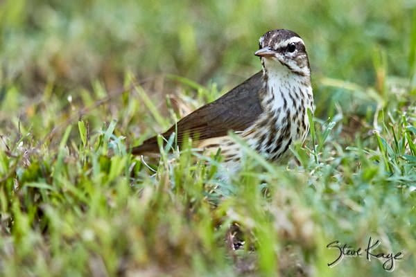 Louisiana Waterthrush, © Photo by Steve Kaye