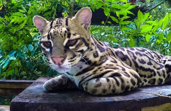 Lola the ocelot