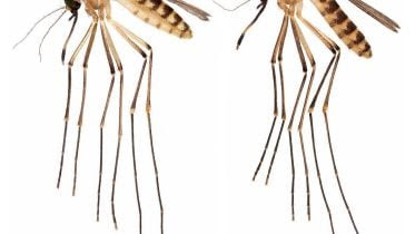 Culex lactator Mosquito