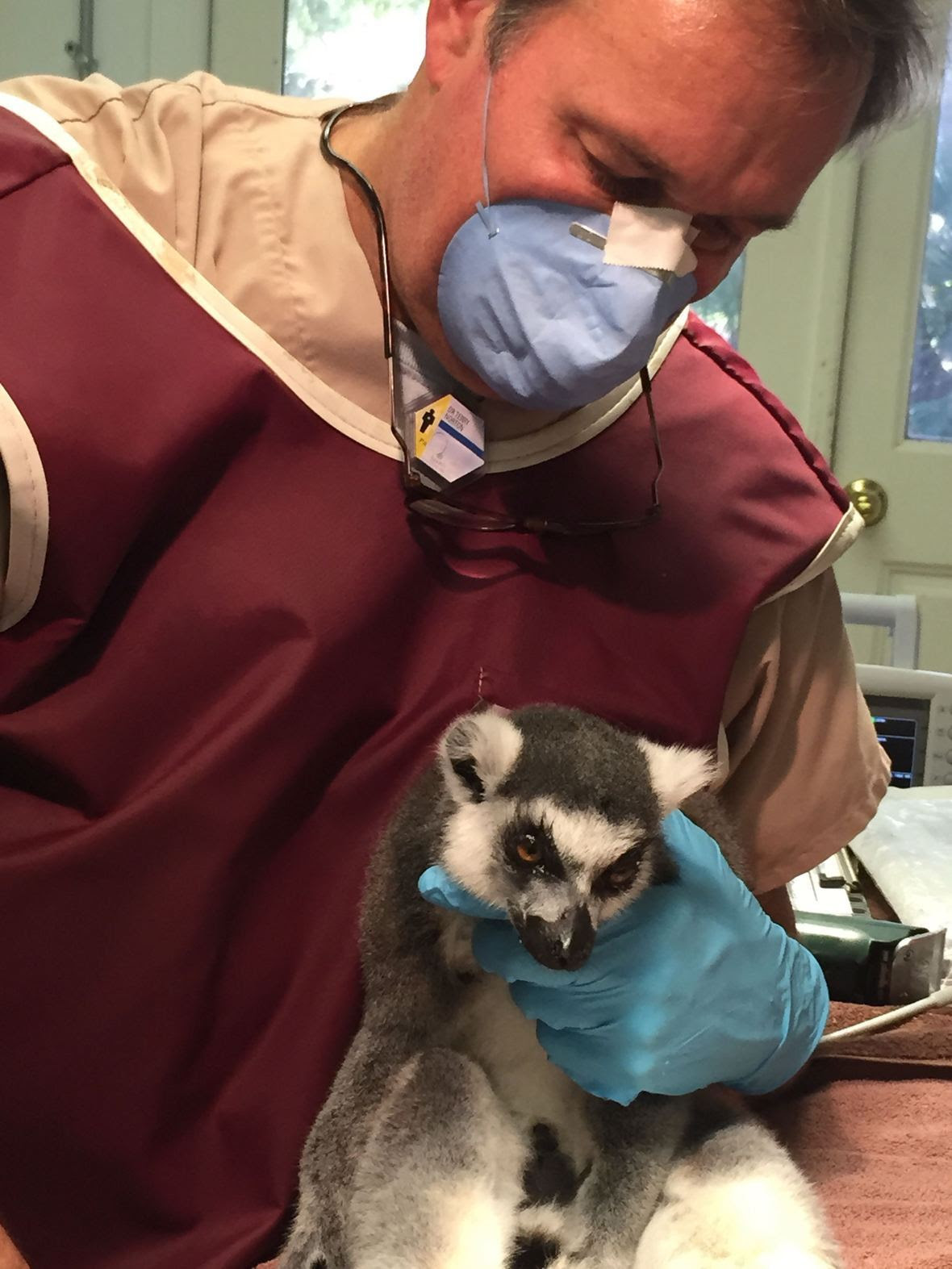 Lemur coming out of anesthesia.
