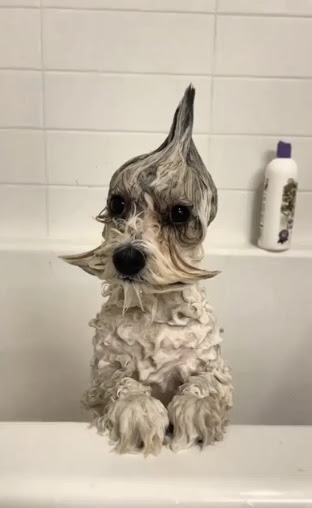 Dog-Bath-no-Joke