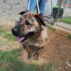 Ursula, cane corso tigrato 0