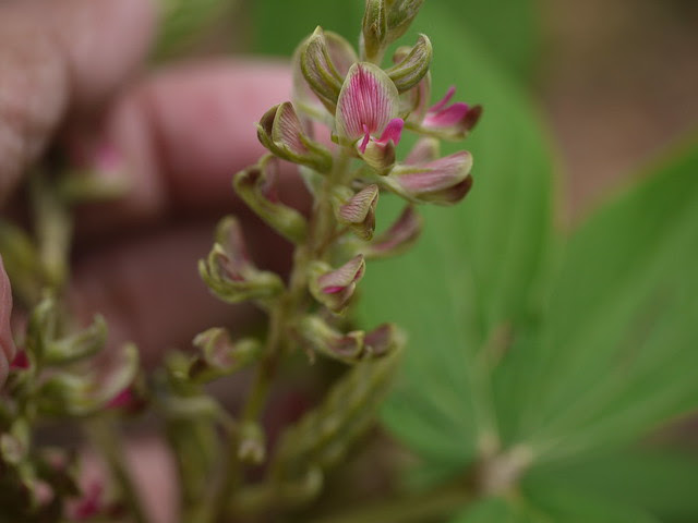 ¿ Flemingia macrophylla ?