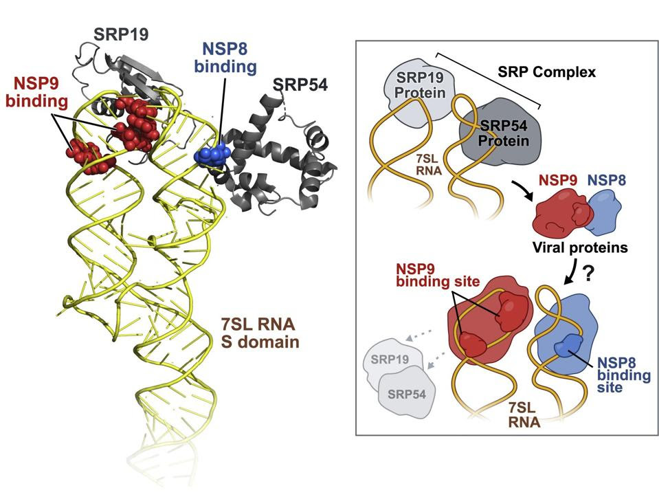 NSP8 and NSP9 binding to 7SL RNA