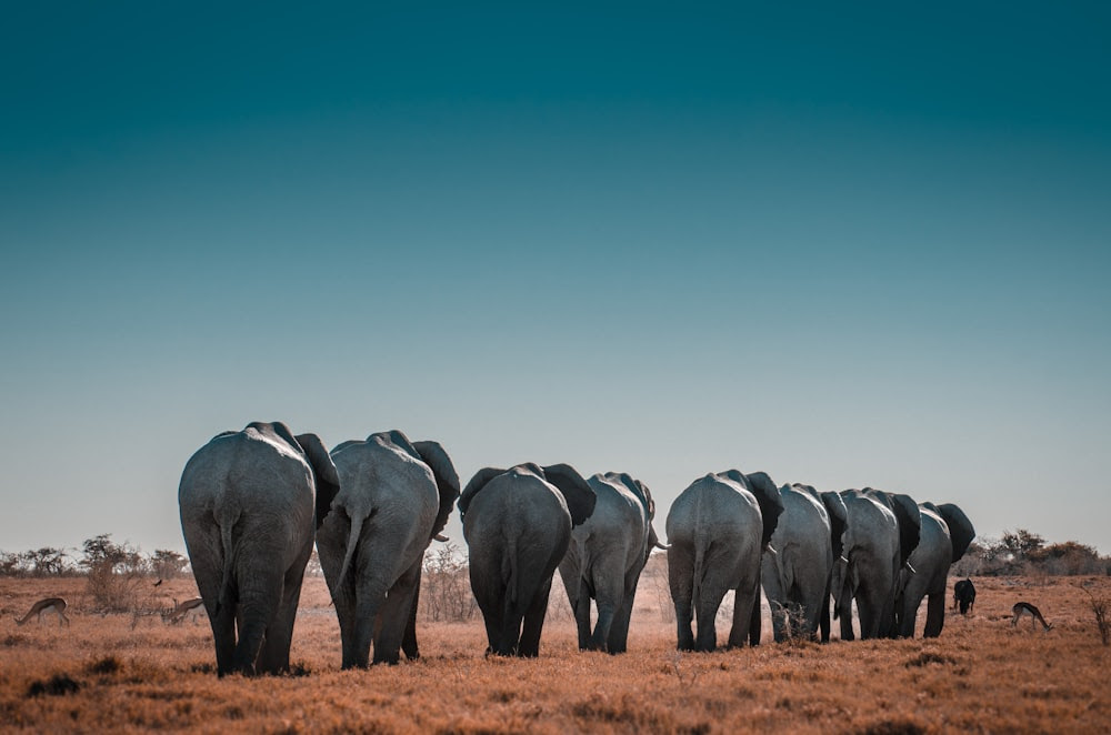 éléphants gris et noirs pendant la journée