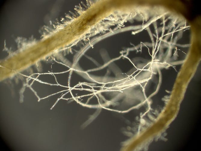 A microscopic image of white threads surrounding a plant root.