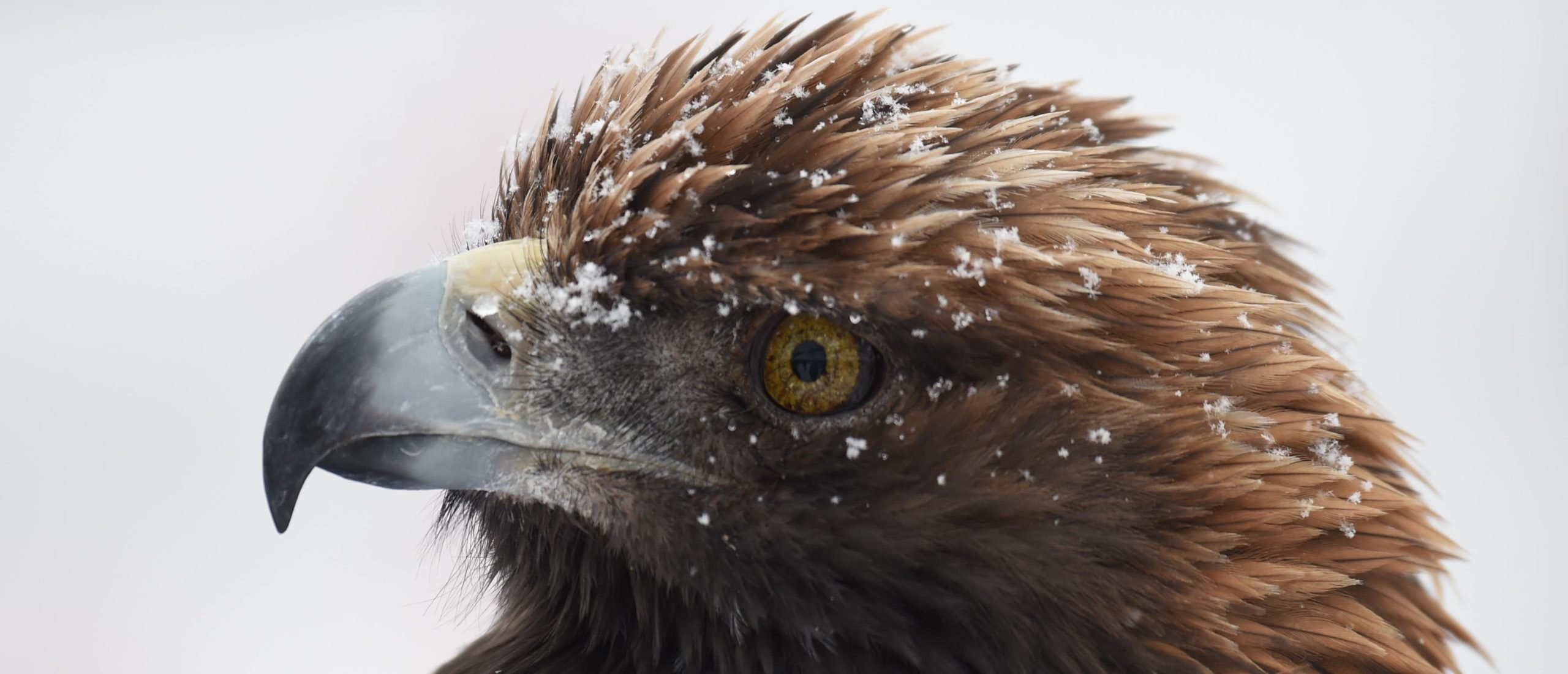 Biden’s Wind Power Push Could Wipe Out Nearly Half Of Golden Eagle Population By 2050: REPORT