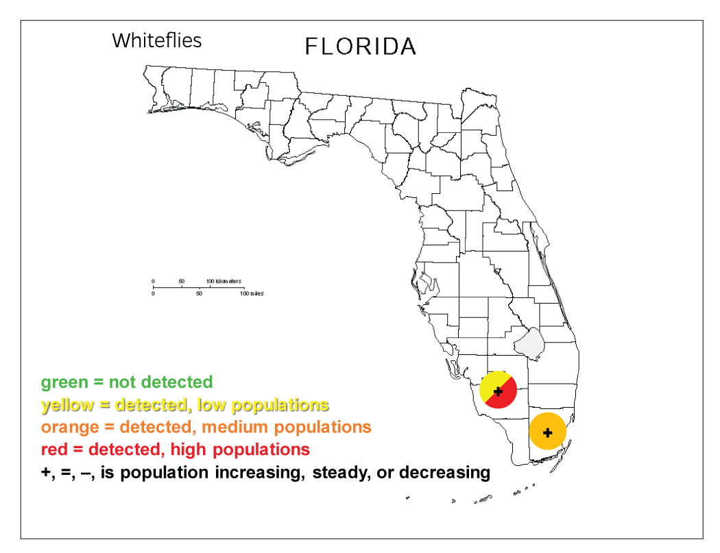 map of whitefly infestation