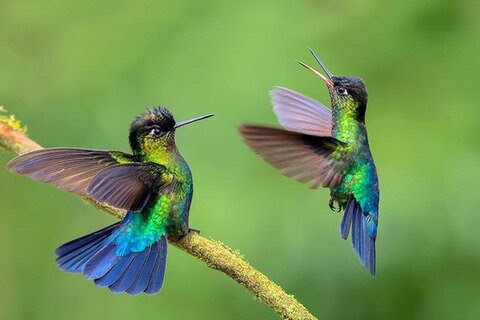 Hummingbird-green-pair