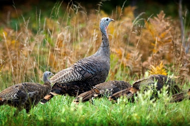 Wild turkeys outdoors