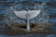 whale