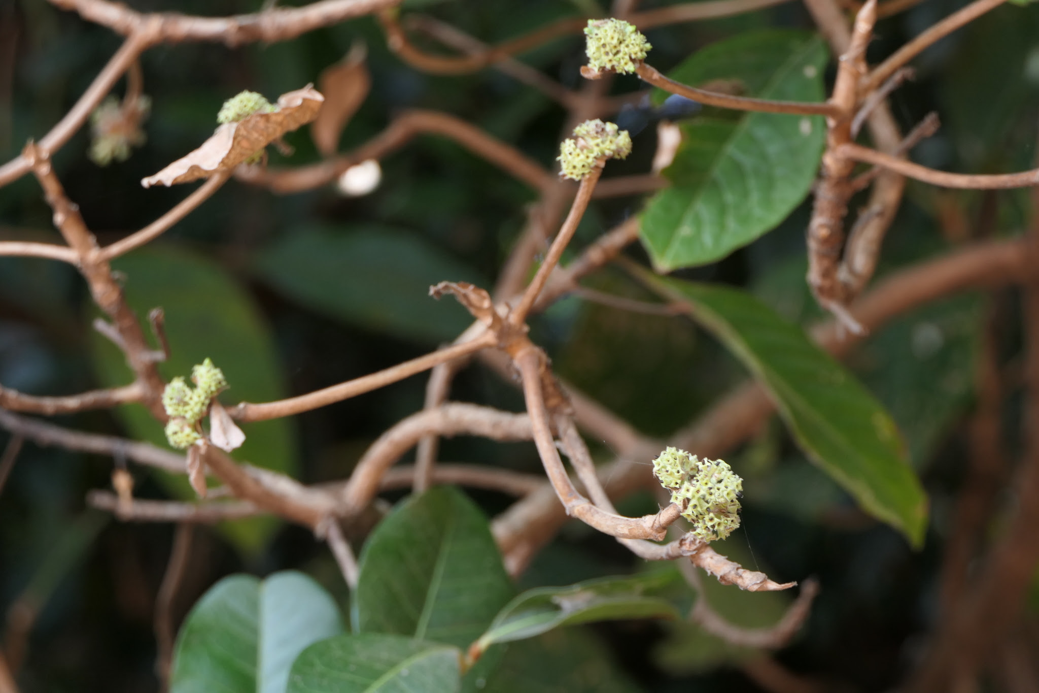 Pavetta crassicaulis Bremek.