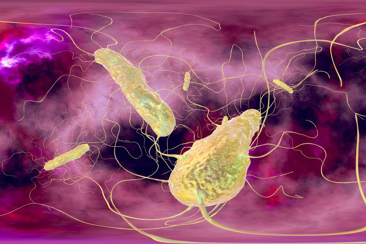 New research has shown low-calorie diets increase levels of a bacterium called Clostridioides difficile, found in high levels in patients suffering from gut inflammation