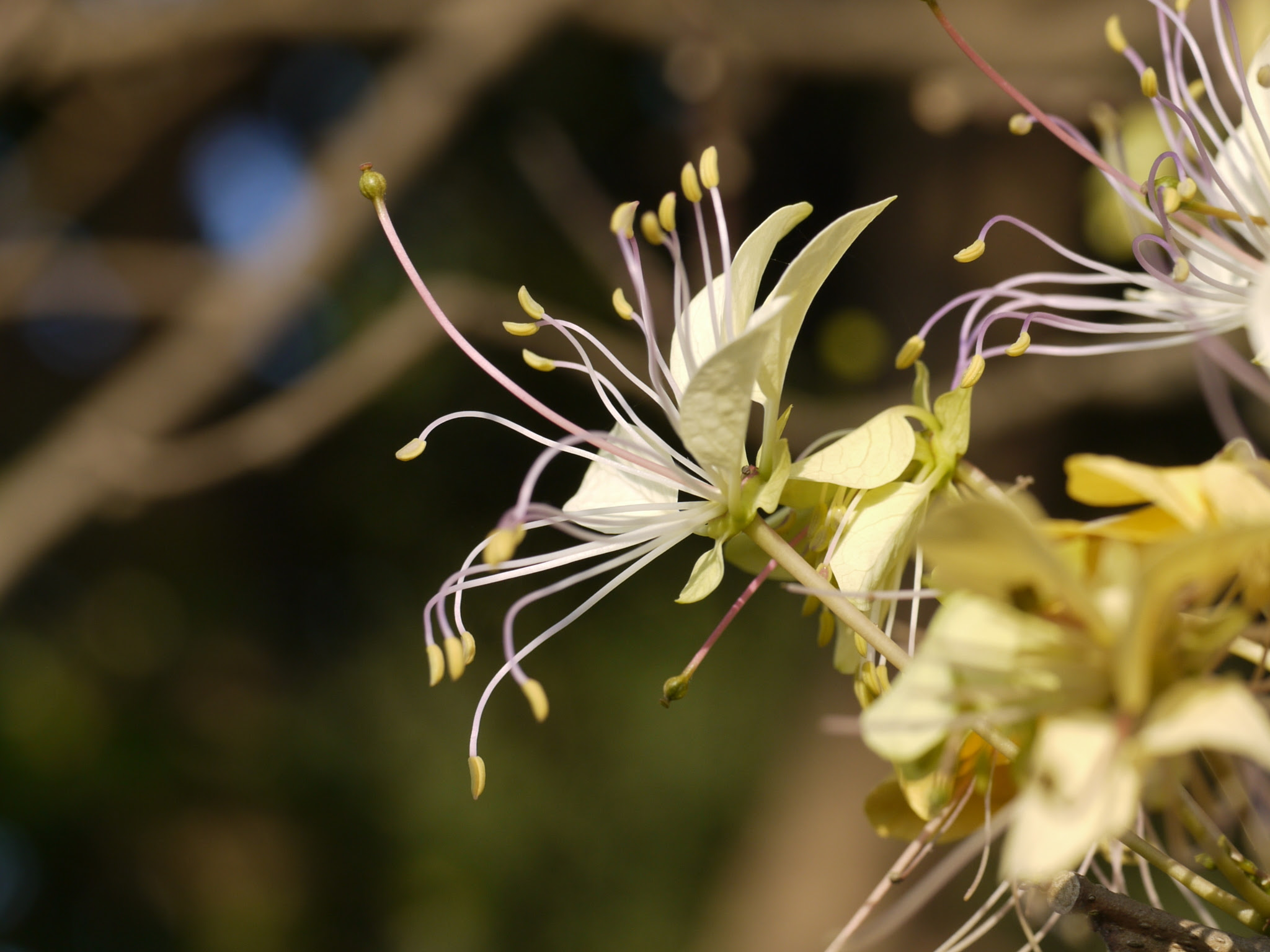 Crateva adansonii subsp. odora (Buch.-Ham.) Jacobs ... FOR VALIDATION