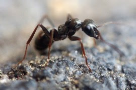 يمتلك النمل دروعا من كالسيت المغنسيوم تغطي هيكله الخارجي (بيكسابي)