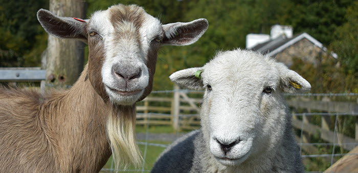 closeup photo of a brown and white goat and a white sheep