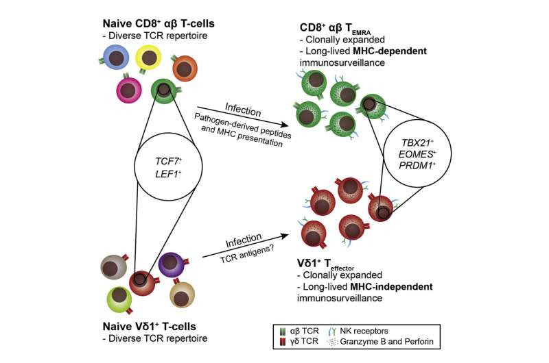 How harmless cells can transform into ruthless trained killers