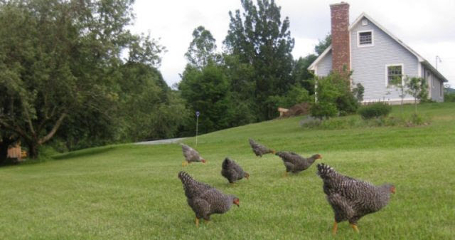 How A Flock of Chickens May Be The Best Bet in the Battle Against Ticks  (Videos)