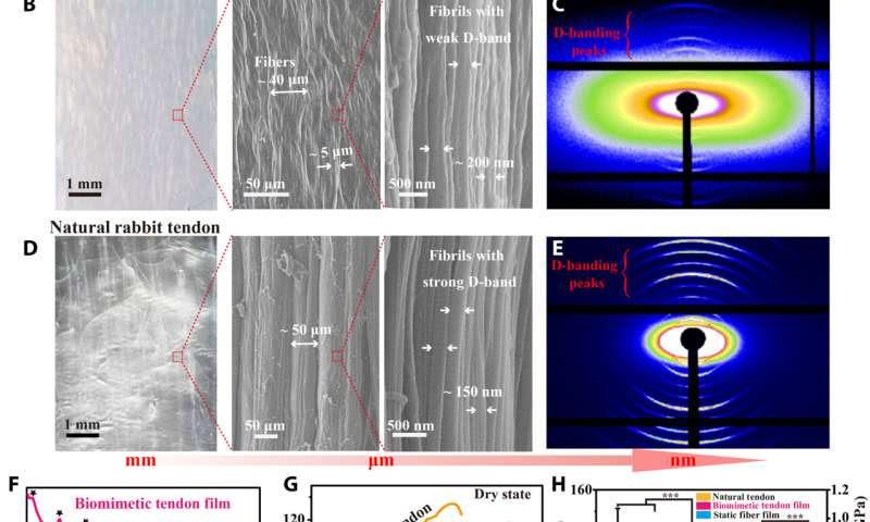 Tailoring collagen-based biomedical materials