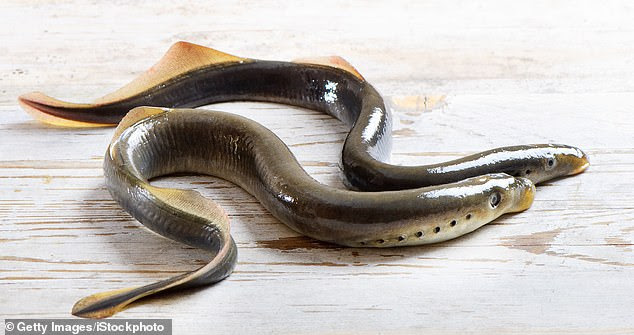 Researchers took a gene from the protein, called parapinopsin, and found they were able to control it in the way neurons communicate with each other. Lampreys are a species that has roamed the Earth for about 360 million years