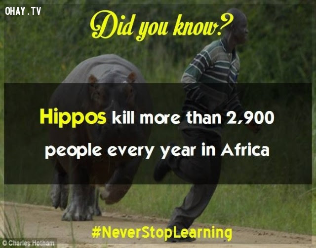 9. Hà mã giết hơn 2.900 người mỗi năm ở châu Phi.,sự thật thú vị,những điều thú vị trong cuộc sống,khám phá,sự thật đáng kinh ngạc,có thể bạn chưa biết