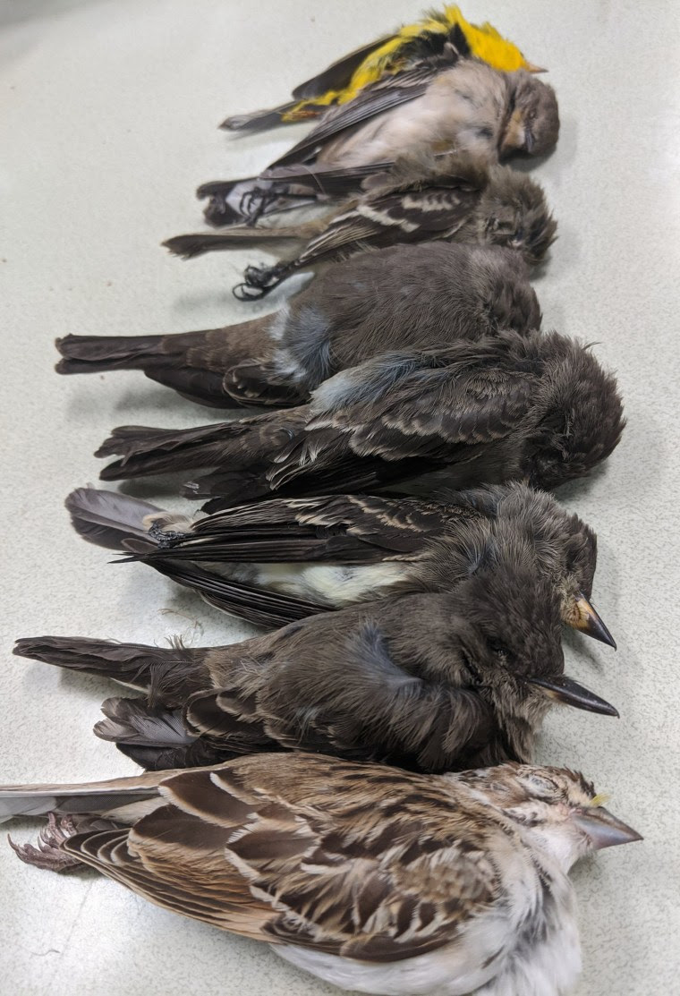 Birds are dropping dead in New Mexico, potentially in the ‘hundreds of thousands’ 200915-dead-birds-al-0858_cdc07195ee5642352036264864bb52e2.fit-760w