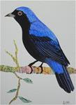 Asian Fairy Bluebird - Posted on Wednesday, February 25, 2015 by Ketki Fadnis