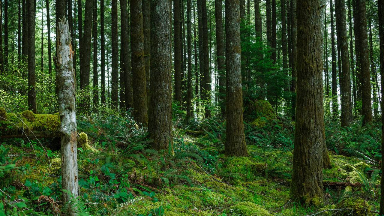 Oregon_forest.jpg