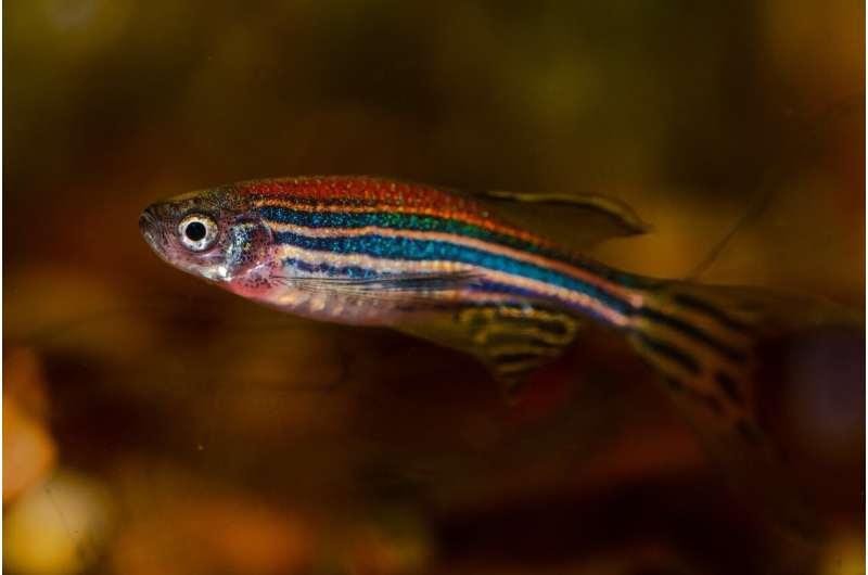 zebrafish