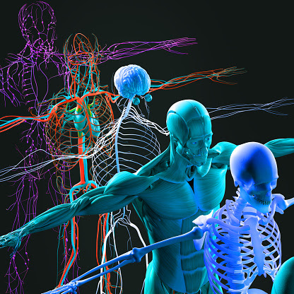 ilustracion de los diferentes sistemas del cuerpo