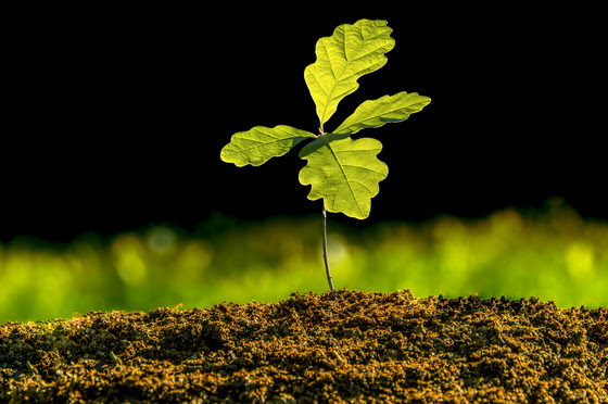 Small oak plant in the garden, planted in the soil substrate. 