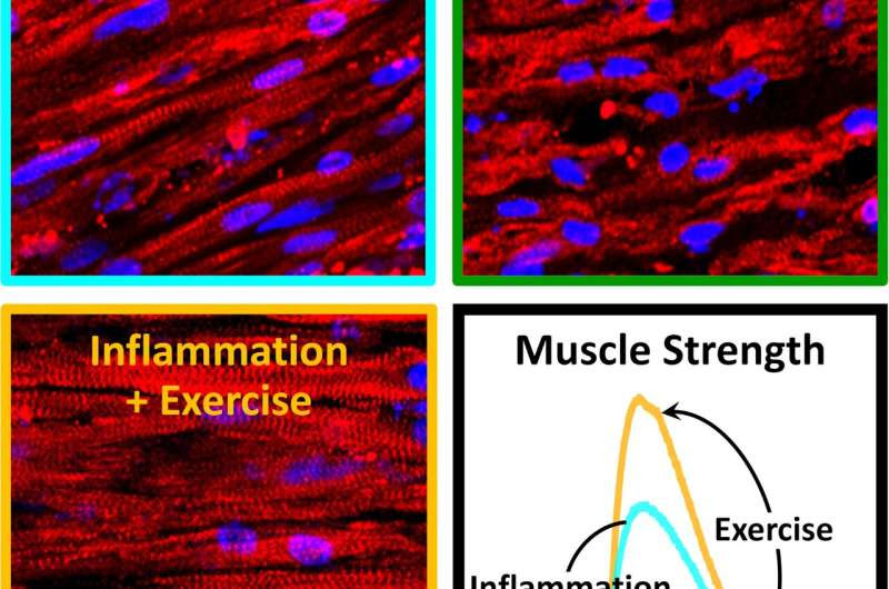 Exercising muscle combats chronic inflammation on its own