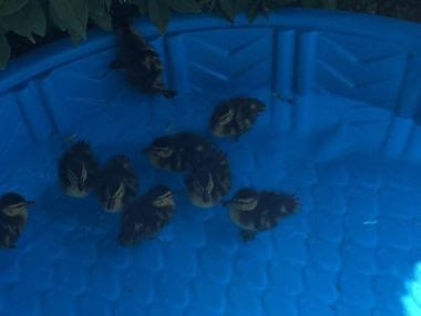 nine duckilings in a pool 