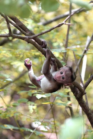 monkey-baby-in-tree