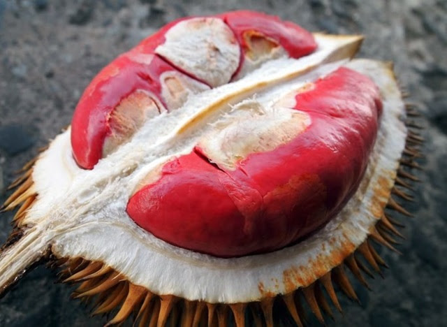 Sầu riêng ruột đỏ có vị ngọt ngọt, chua chua, và có mùi hương gần giống mùi của loại sầu riêng quen thuộc.