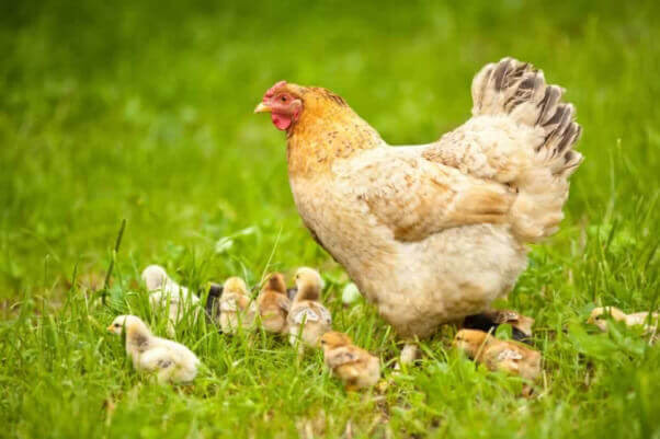 Hen with Chicks