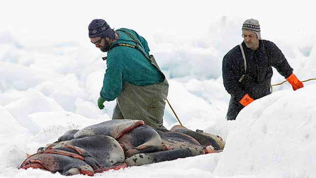 N.L.'s Conservative candidates are demanding Michael Ignatieff to distance himself from comments made by a B.C. Liberal over the seal hunt. (Andrew Vaughn/Canadian Press)