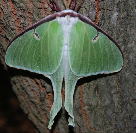 Luna moth