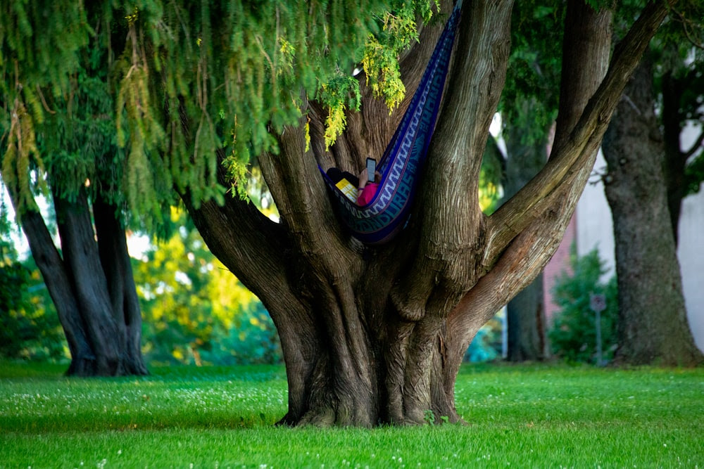 chaussure bleue et noire sous le tronc d'arbre brun