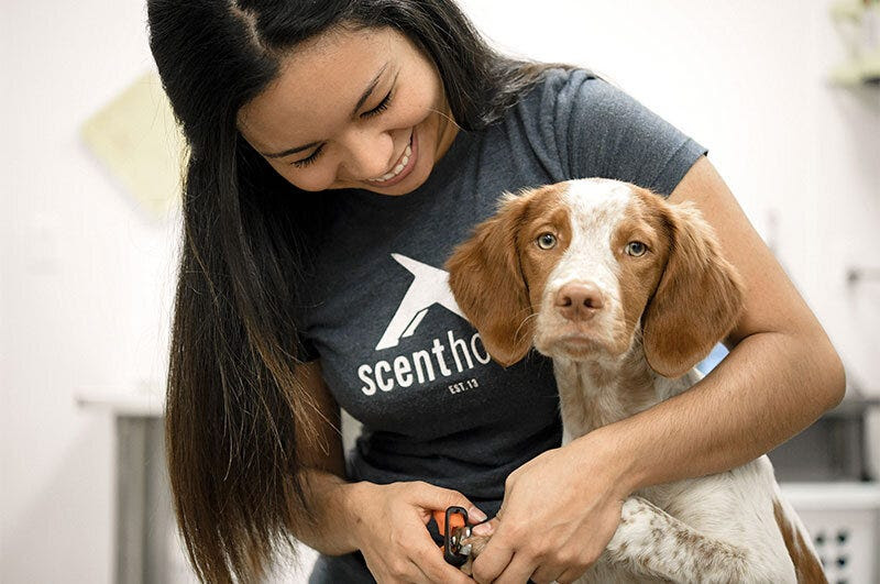 What Recurring Revenue Means For You | Scenthound Franchise — Dog Washing &  Grooming Franchise | Scenthound Dog Franchise