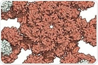 An Overview of Caspase Activity