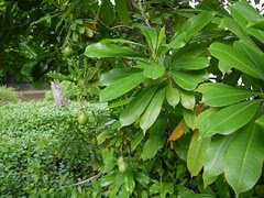 Cerbera manghas